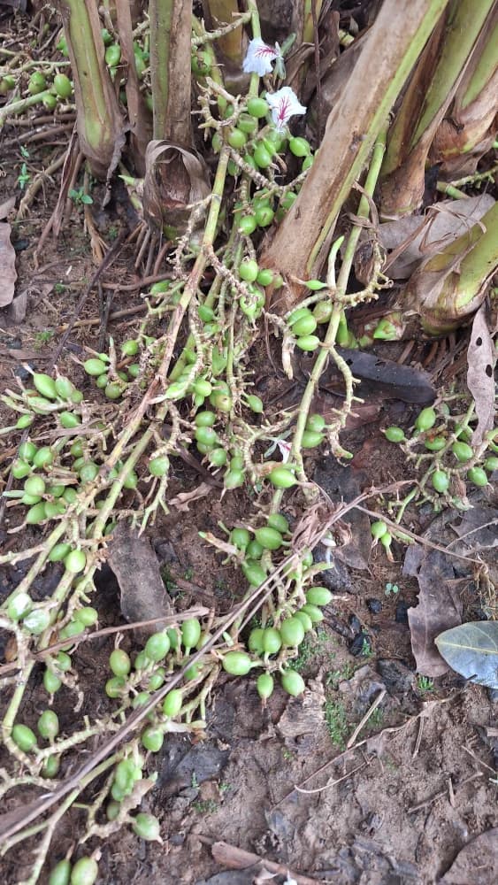 Plantas de Cardamomo