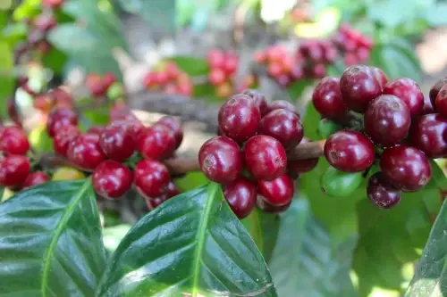 Centroamericano