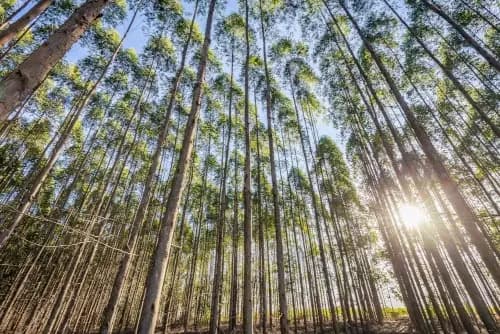 Reforestación