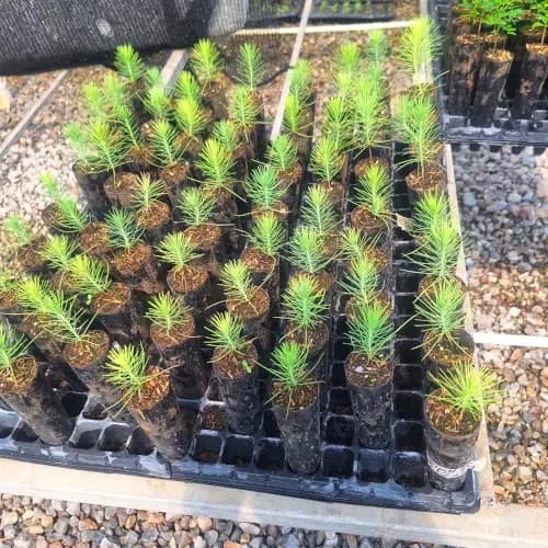 Otras Especies de Árboles