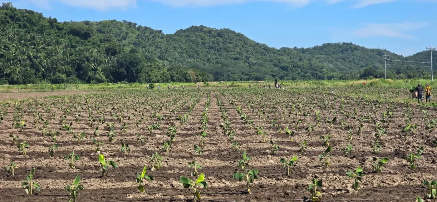 Plantas de Banano