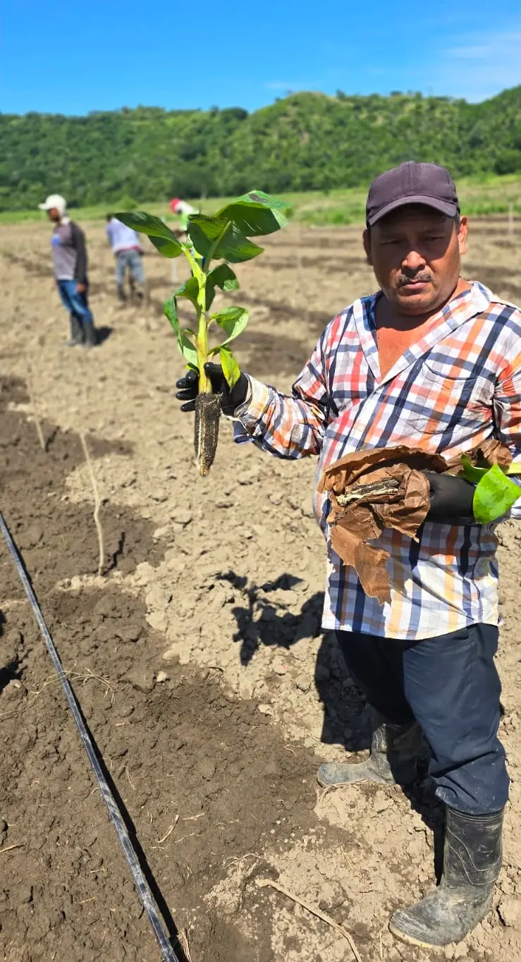 Plantas de Plátano