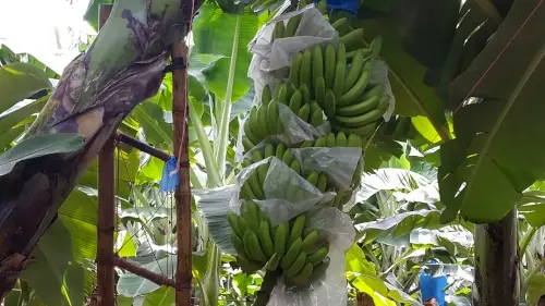 Plátano